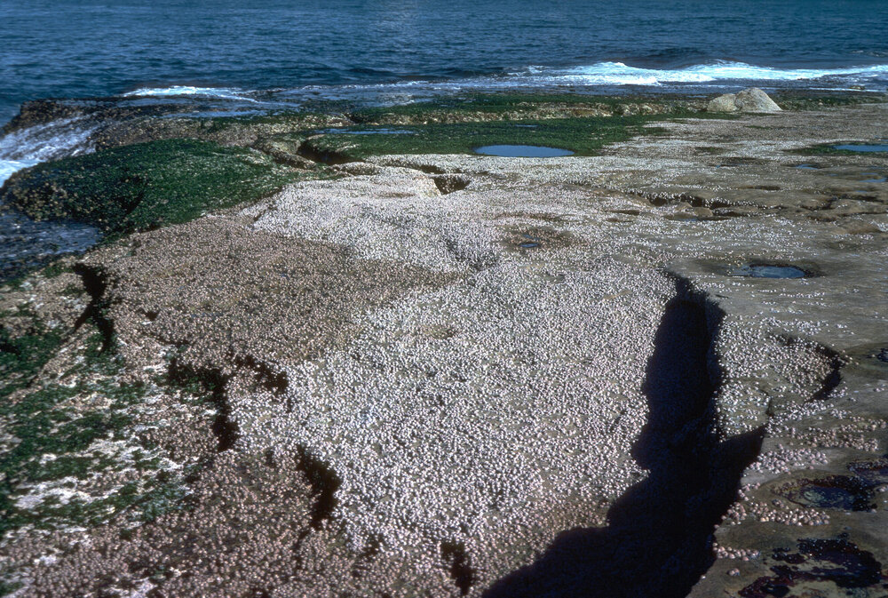 Barnacle Band on Rock Platform, Freshwater, 1979