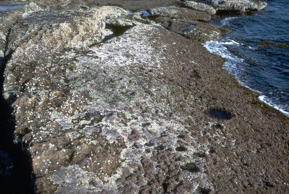 Transect, Cape Banks, 1969