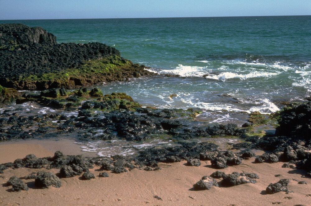 Zonation on Rock Platform, Dunsborough, 1986