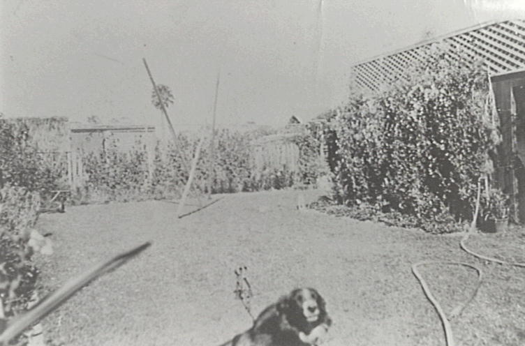 Dog sitting in the lawn of the King family home in Collinwood, North Narrabeen, 1940s