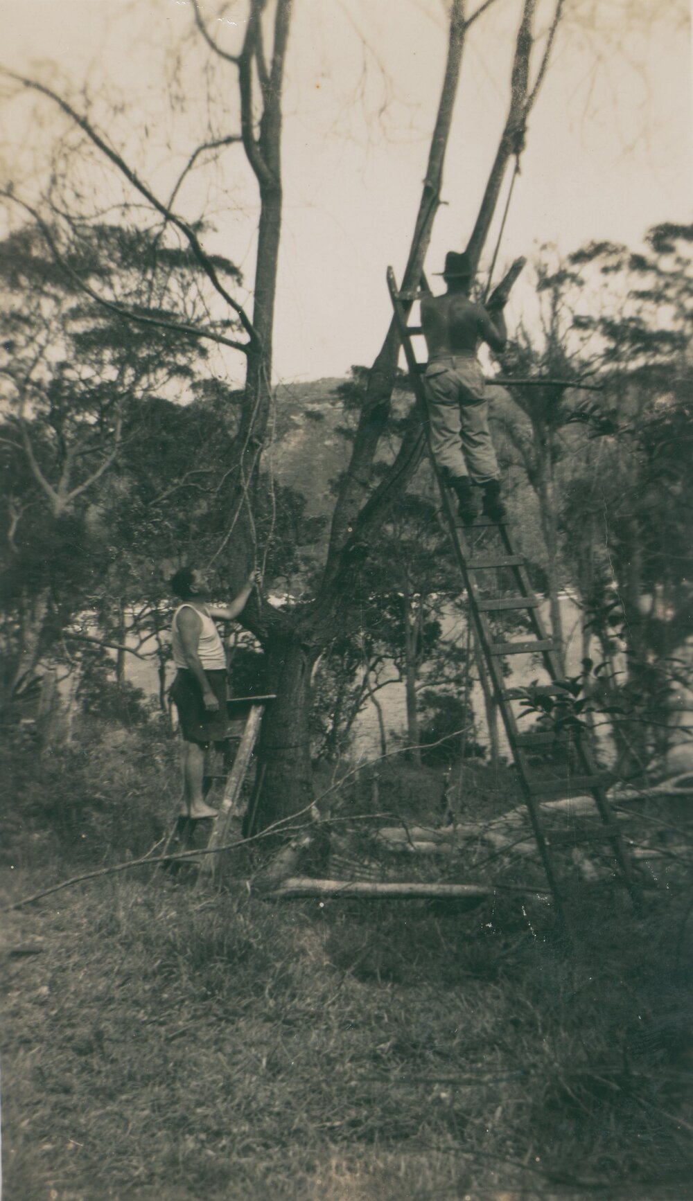 Starting to Clear the Land, 1952