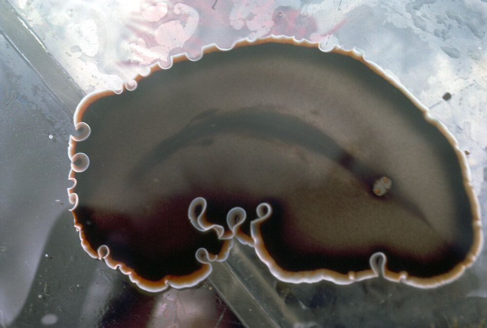 Callioplana marginata, Collaroy