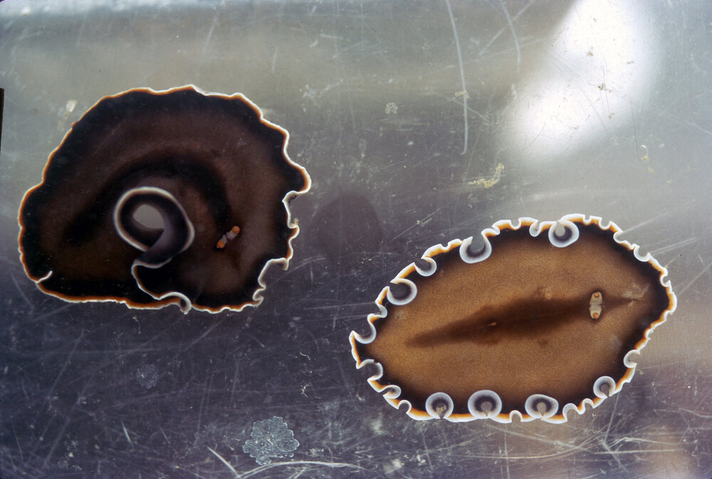 Callioplana marginata, Wooli, 1975