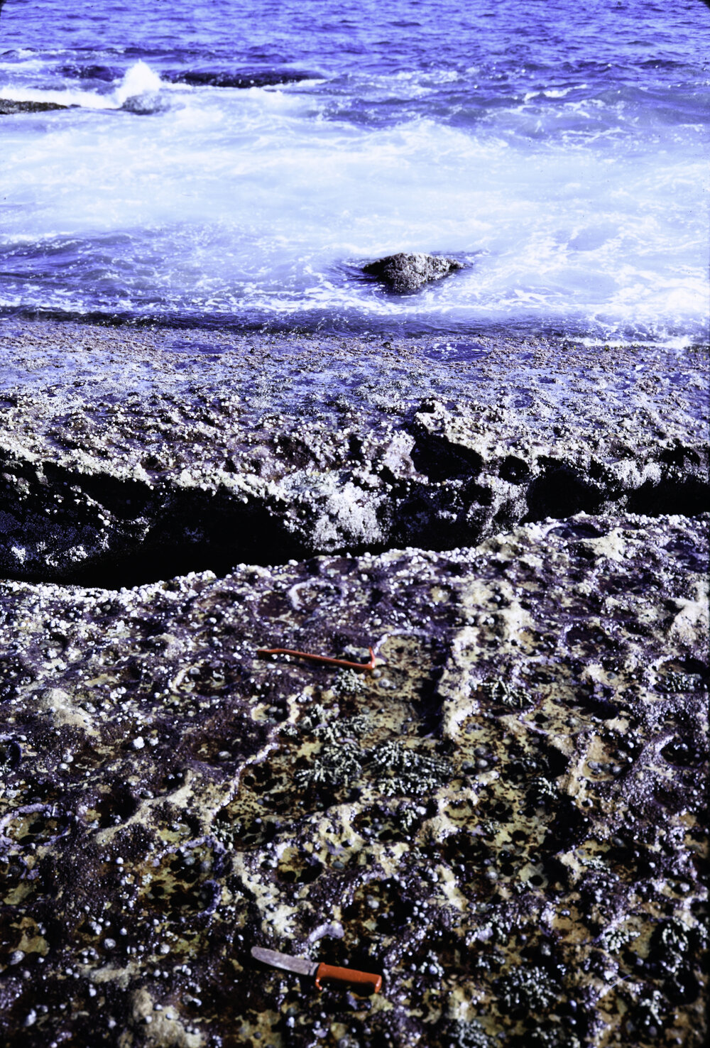 Transect, La Perouse, 1969