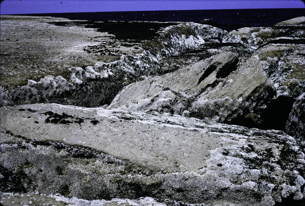 Galeolaria Band, Freshwater
