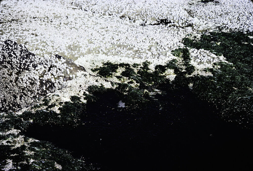 Barnacles and Ulva on Galeolaria, Freshwater, 1979