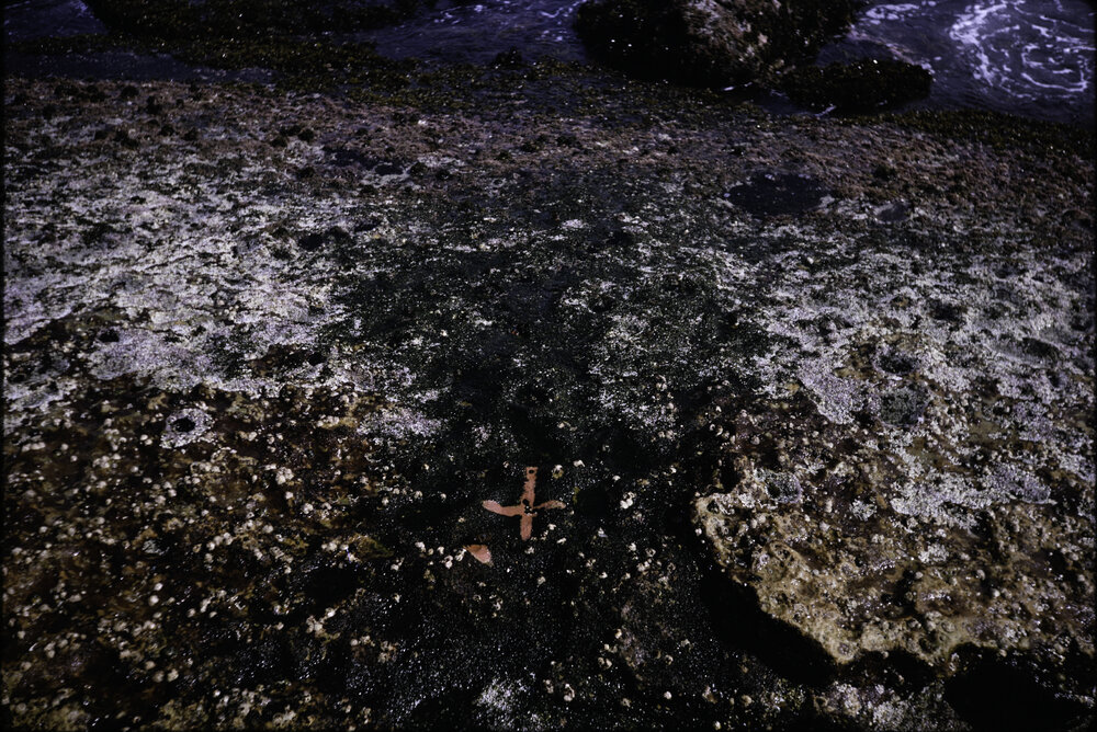 Transect, La Perouse, 1968