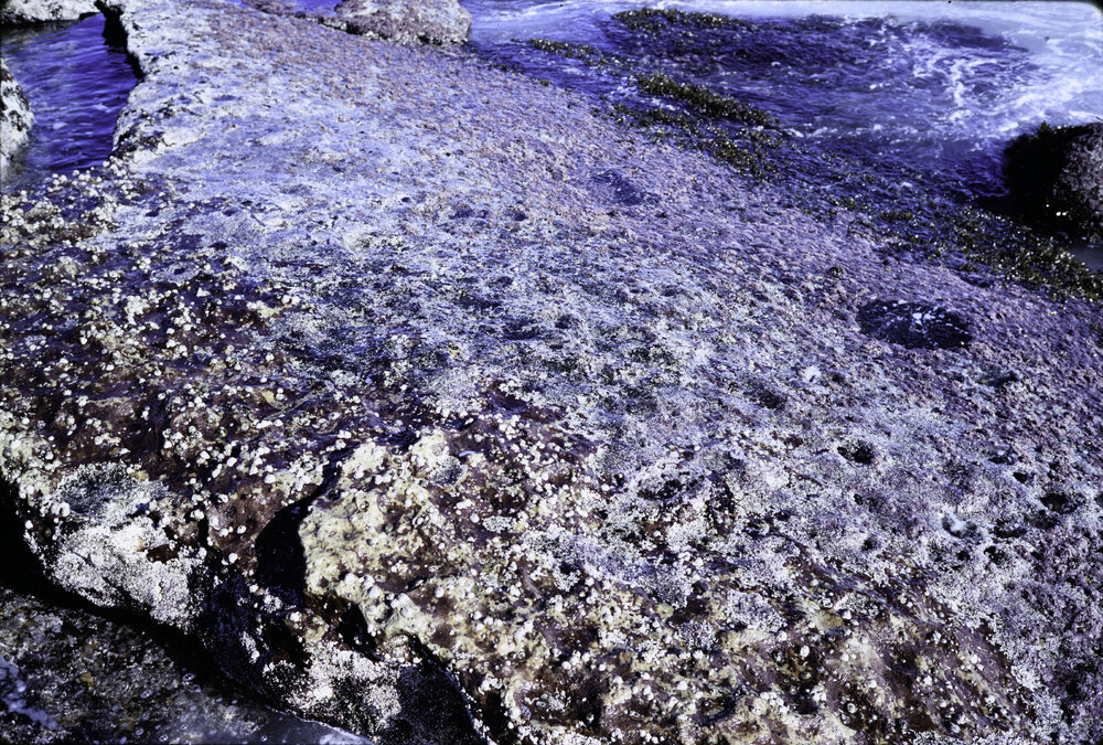 Cape Banks, La Perouse, 1969