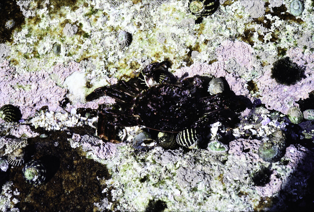 Rock pool with encrusting corallines, Freshwater, 1986