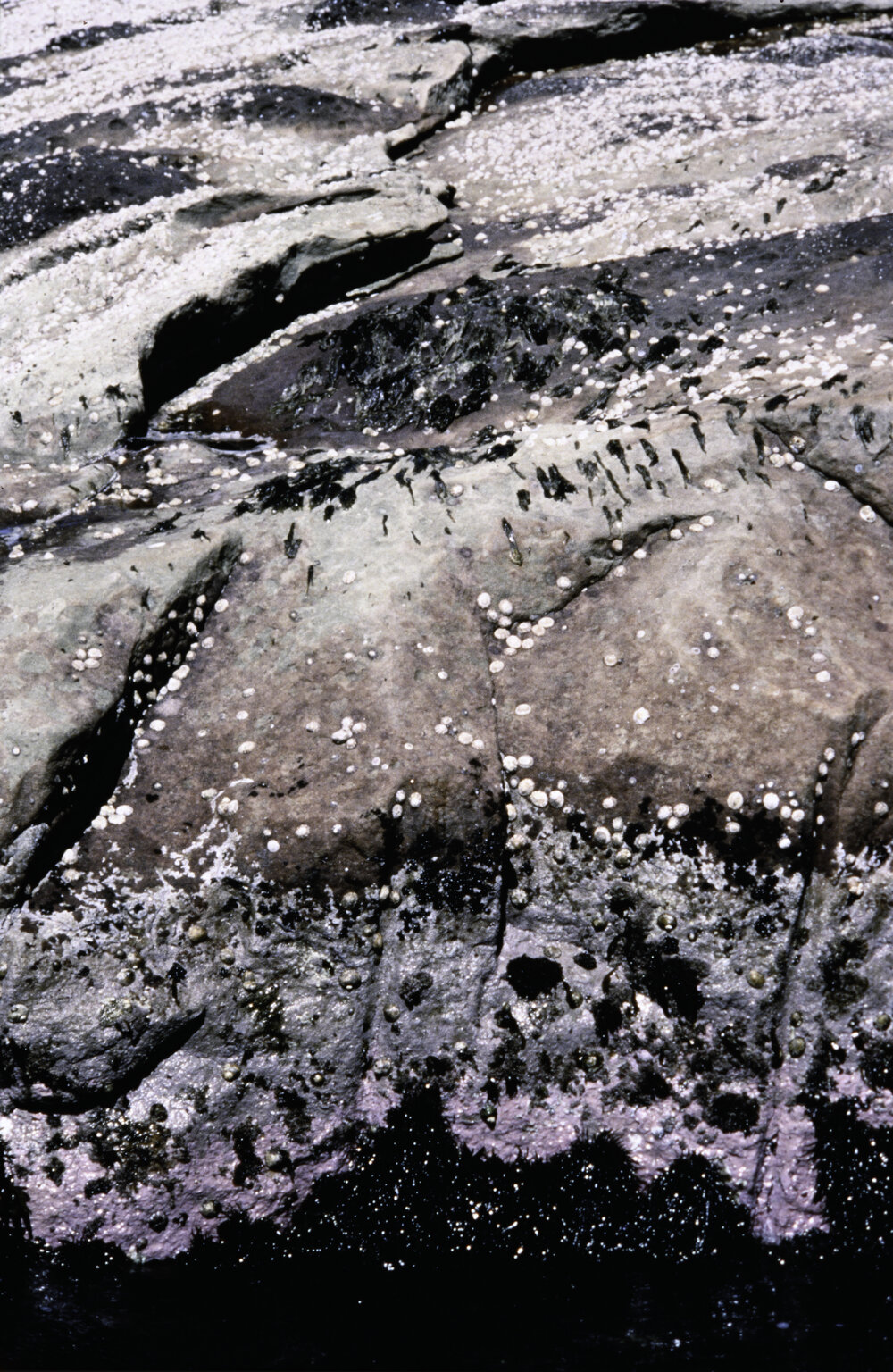 Zonation, Dee Why, 1995