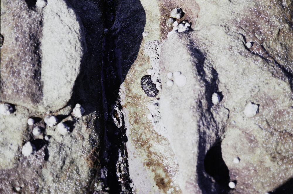 Upper Littoral Molluscs