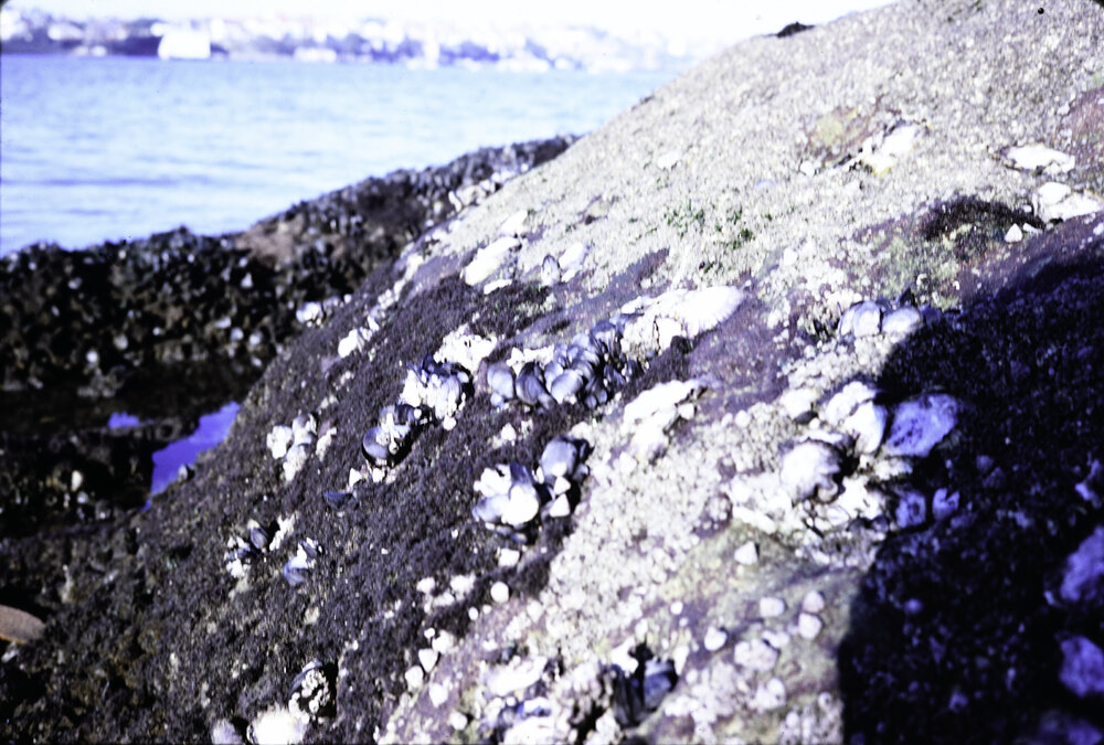 Barnacle Elminius, oysters and mussels, Greenwich, 1969