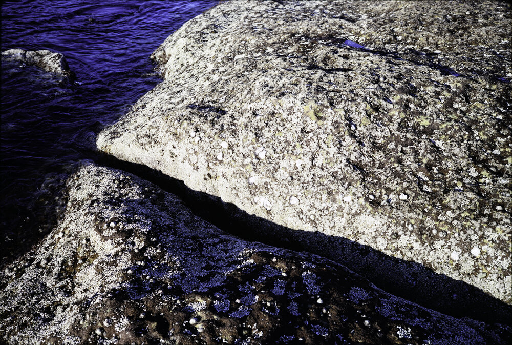Zonation of Barnacles, Chamaesipho, Oysters and Galeolaria, La Perouse, 1969