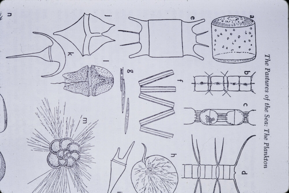Phytoplankton diagram