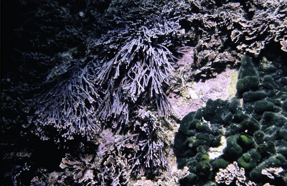 Red Coralline Amphiroa and Green Codium