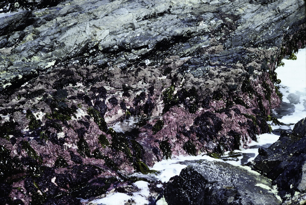 Red Coralline Algae, Wooli, 1980
