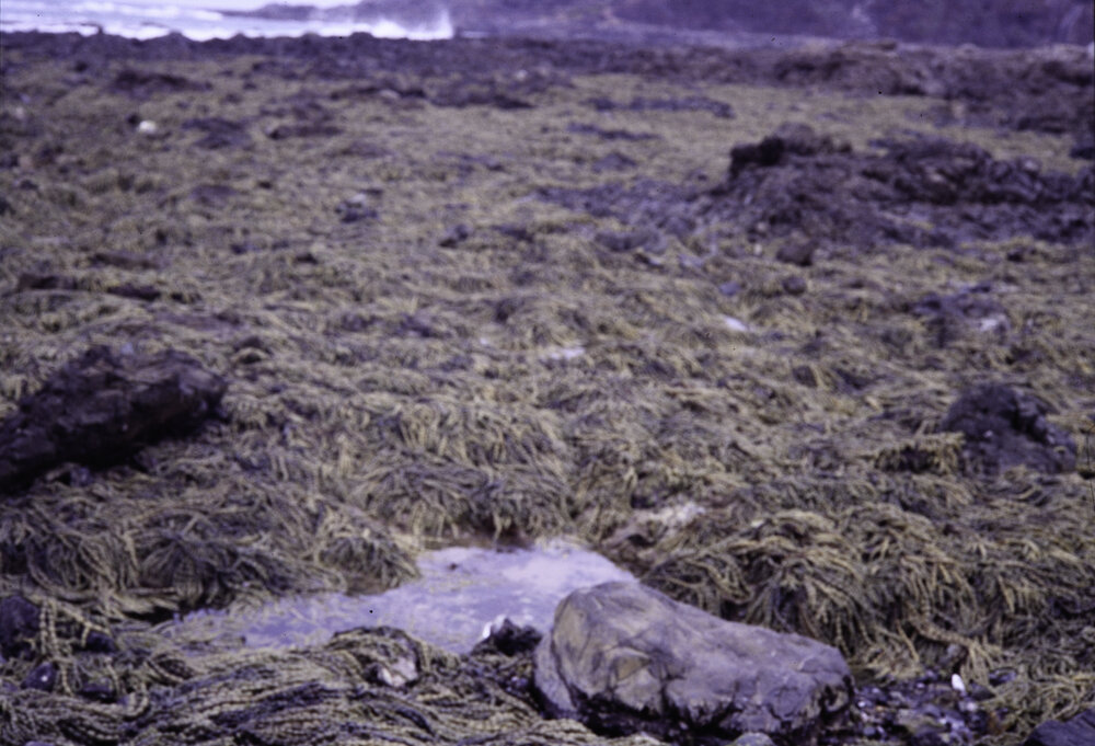 Hormosira banksii, Wooli, 1995