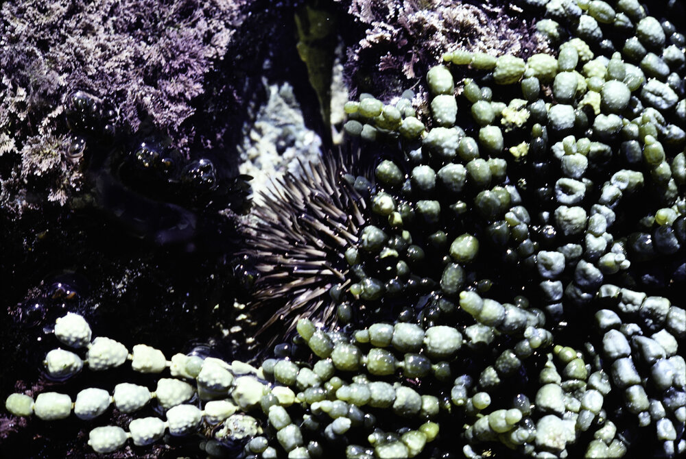 Hormosira close up, Wooli, 1979