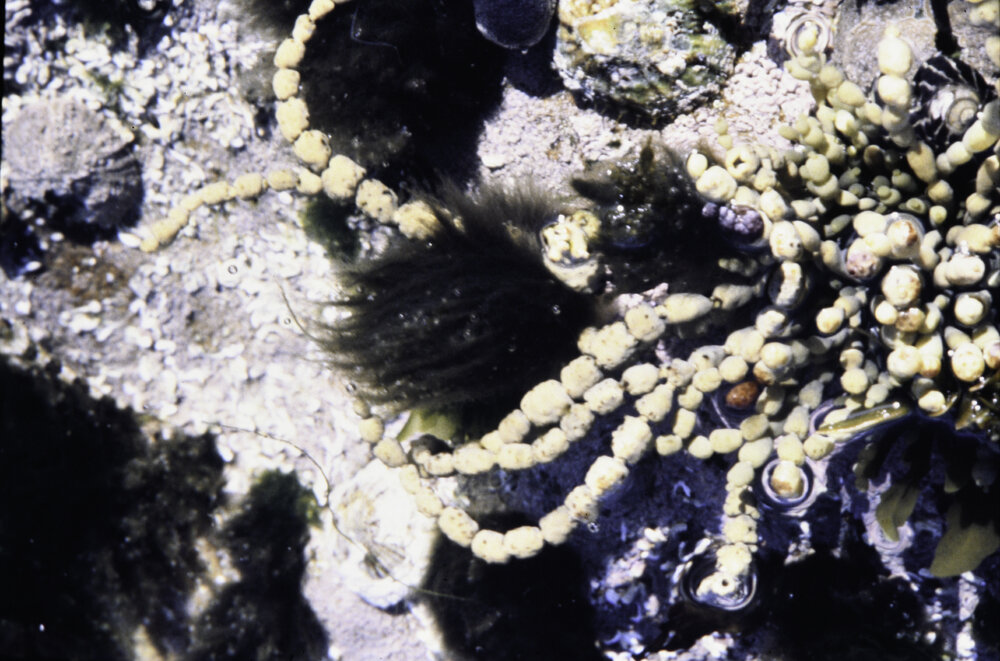 Hormosira and Enteromorpha