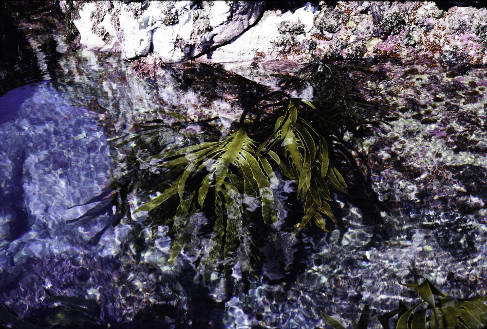 Ecklonia with Red Coralline Algae, Wooli, 1979