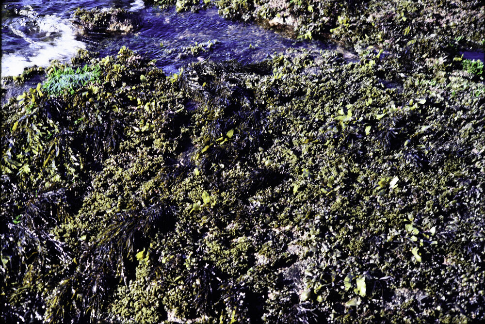 Sargassum, Newport, 1980