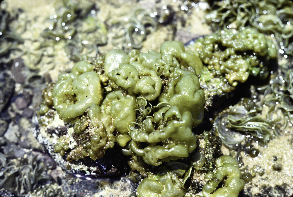 Colpomenia, Mona Vale, 1978