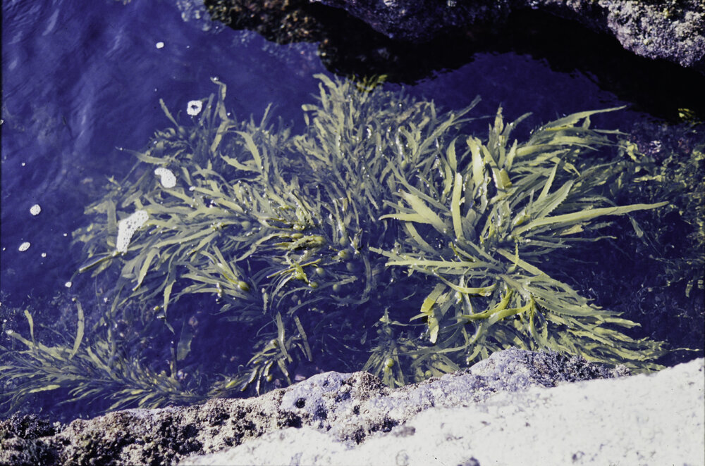 Phyllospora comosa, Jervis Bay