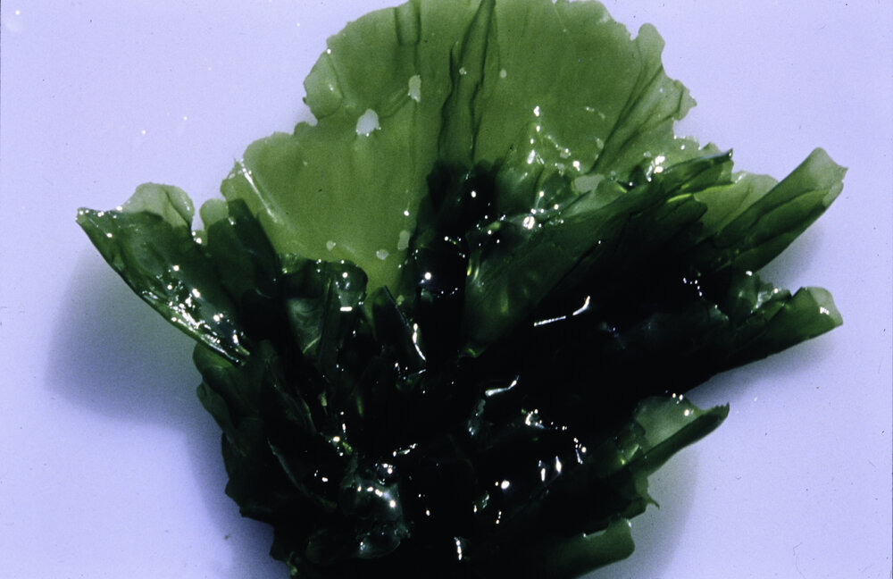 Ulva lactuca