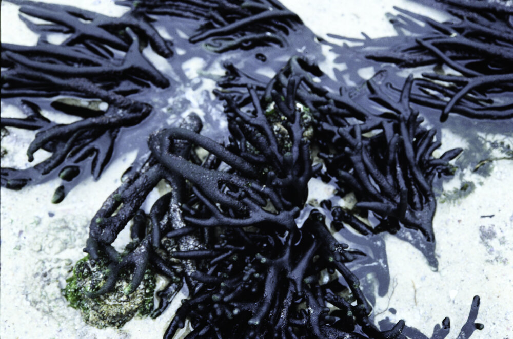 Codium, Ulladulla, 1987