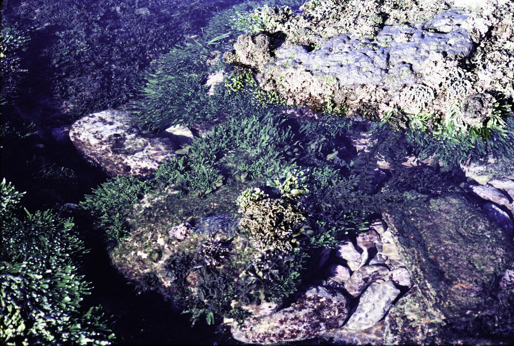 Caulerpa filiformis and red coralline, Newport, 1980