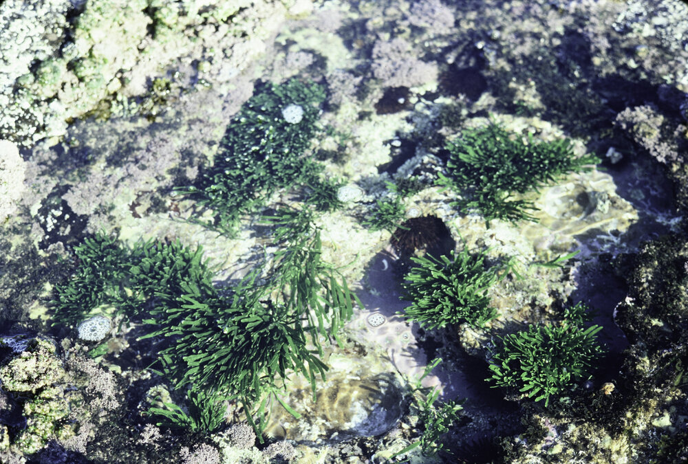 Caulerpa filiformis, Newport, 1978