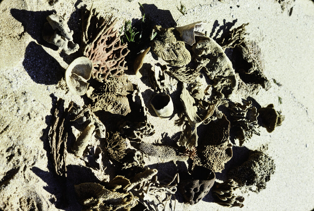 Collection of Sponges on the Beach, Newport, 1978