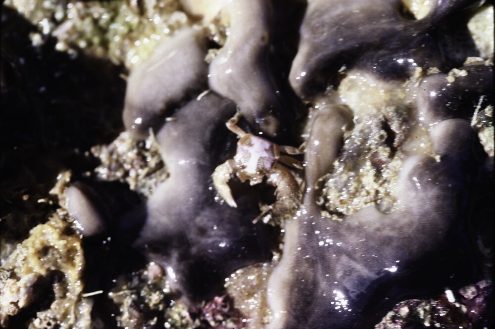 Encrusting Sponge under Boulder, Norfolk Island, 1980