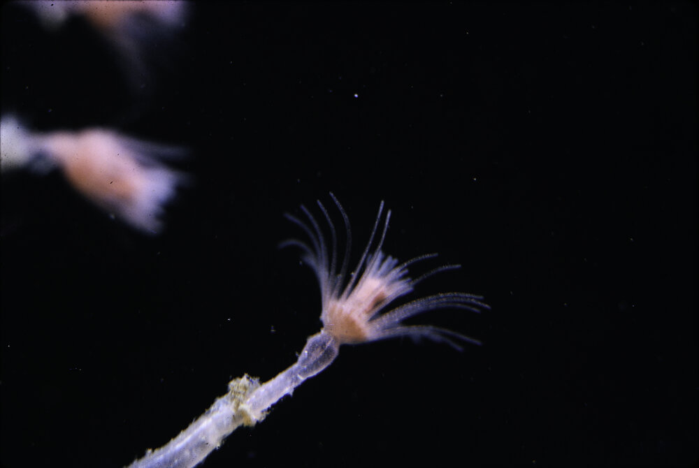Tubularia gracilis, 1964