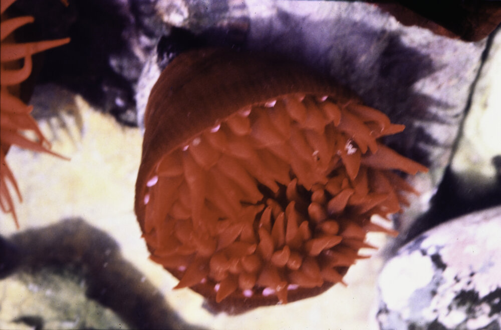 Actinia tenebrosa