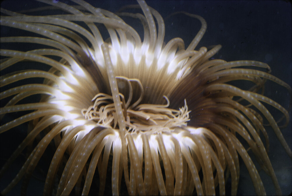 Cerianthus paracereanthus, Fairlight, 1965