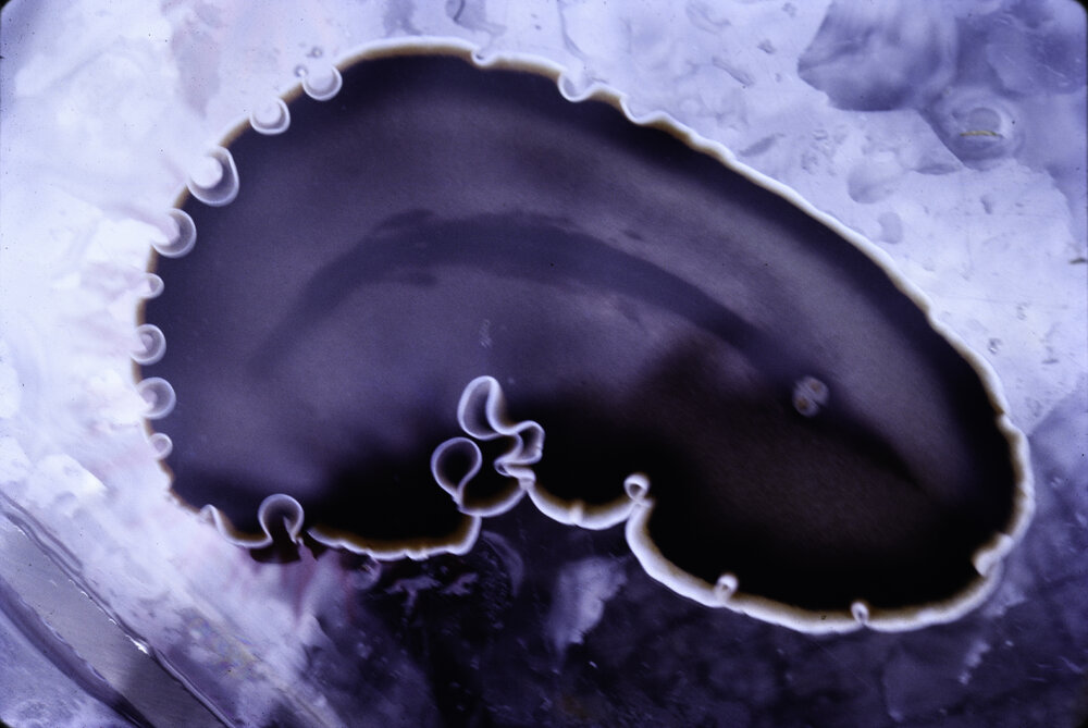 Callioplana marginata, Minnie Water