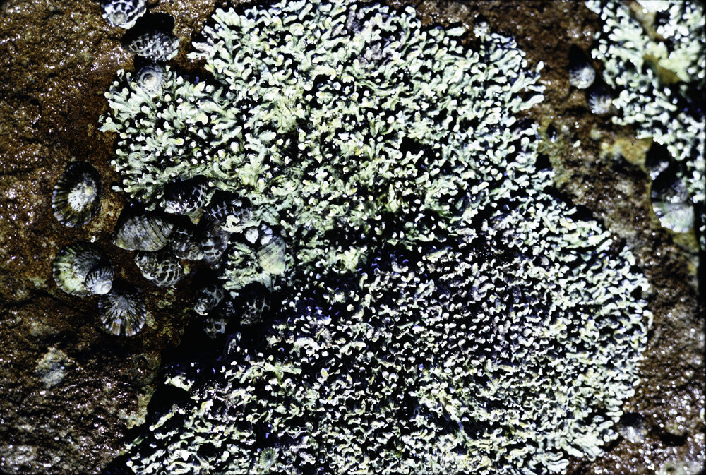 Galeolaria and Morula, Warrah, 1973