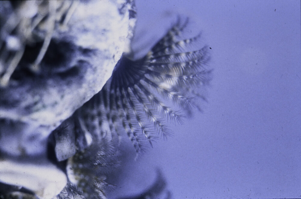 Galeolaria caespitosa