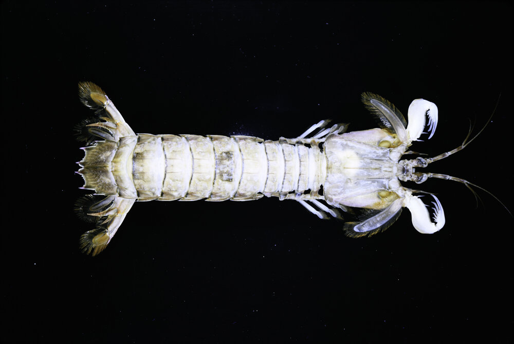 Squilla laevis, Sydney