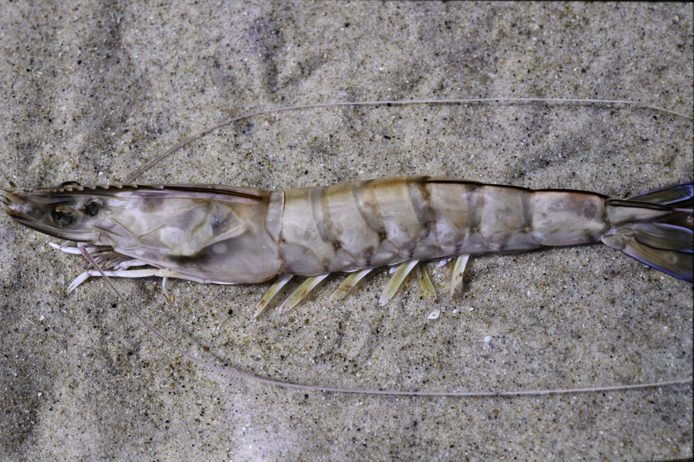 Penaeus escultentus, Clarence River, 1986