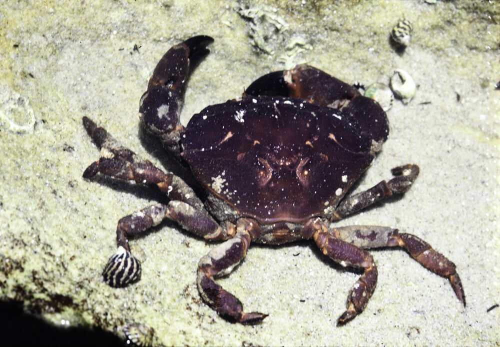 Ozius truncatus, Collaroy, 1986