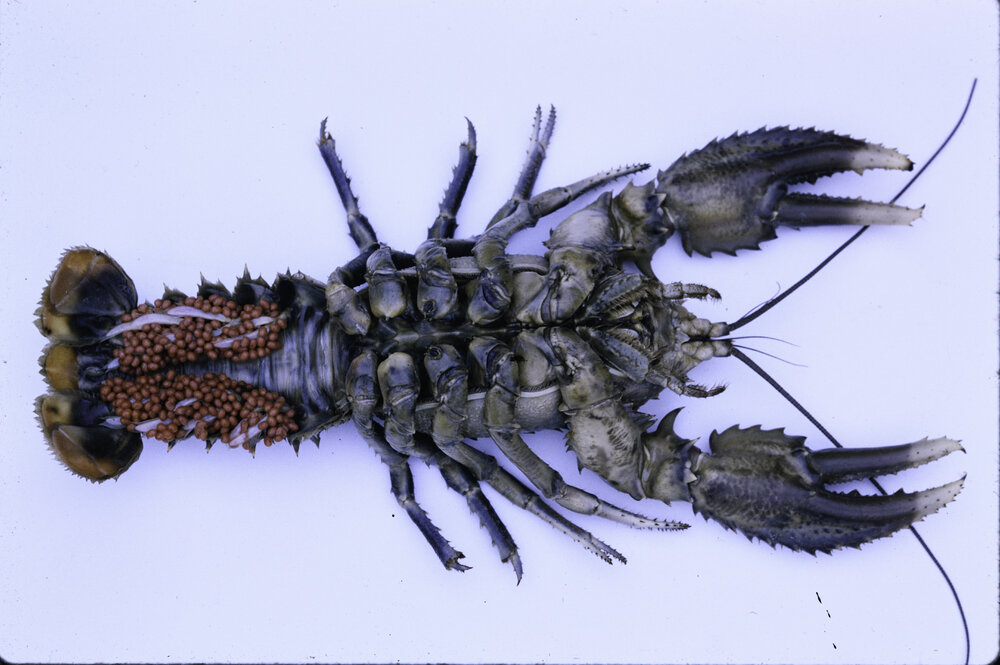 Euastacus armatus, Murray River