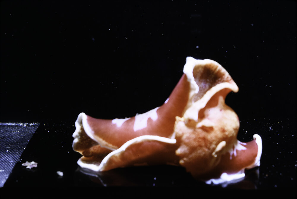 Hexabranchus sanguineus, Lord Howe Island, 1964