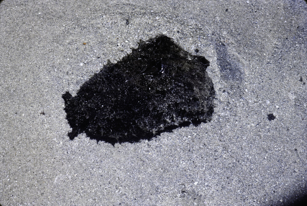 Dolabella, Cronulla, 1986