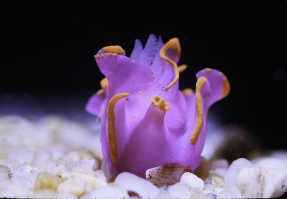 Sagaminopteron ornatum, Bawley Point