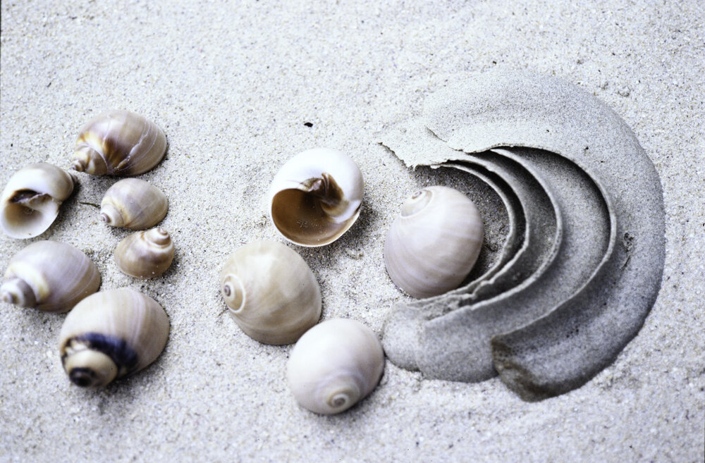 Polinices conicus and Egg Collar