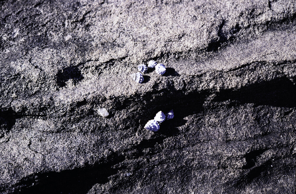 Nodilittorina pyramidalis