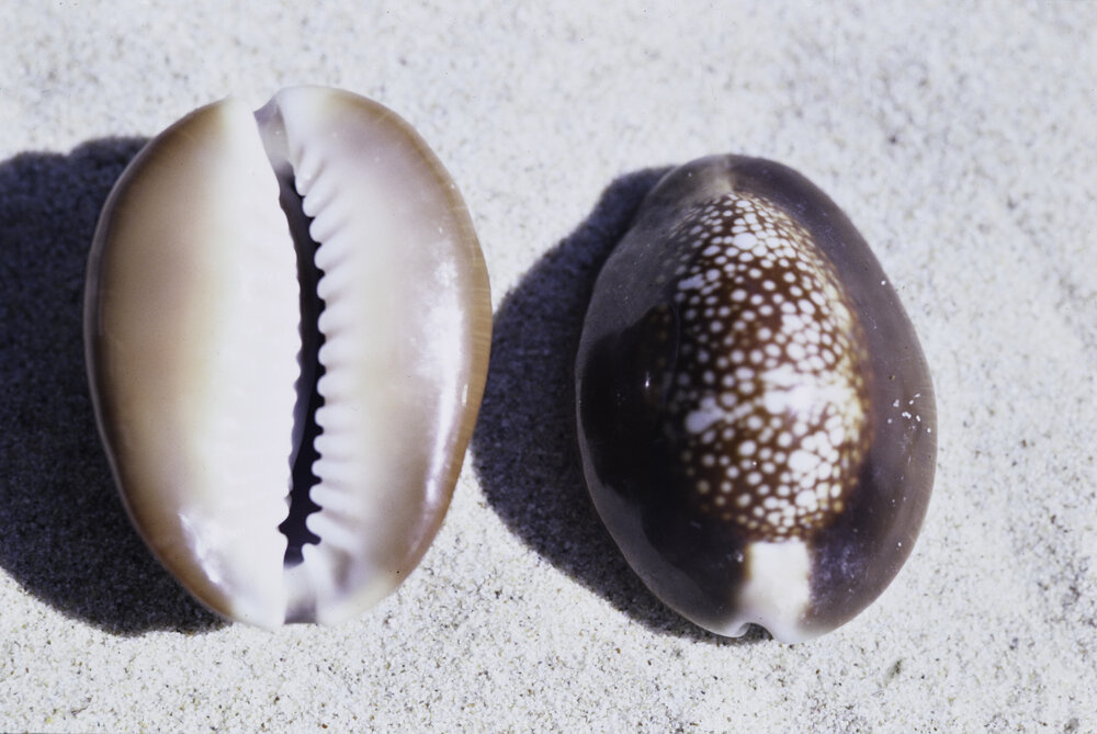 Cypraea caputserpentis, Wooli, 1986