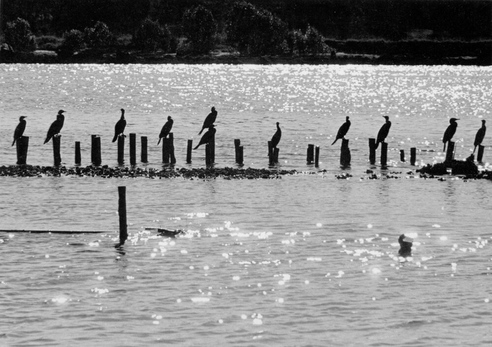 A line of cormorants perched on old wooden pylons, c1967-1973